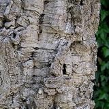 CORK OAK - 2 Seeds - QUERCUS suber