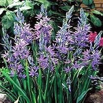Indian Blue Hyacinth 4 Bulbs