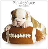 Bulldog Puppies 2014 Wall Calendar