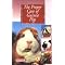 Have fun with guinea pigs!
