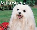 Just Maltese 2007 Calendar