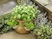 Herb Garden with Terracotta Pot with Sweet Basil, Curled Parsley and Creeping Thyme, Norfolk, UK Premium Poster Print by Gary Smith, 18x24
