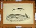 Antique Print C1800-1870 Mammalia Balaena Dolphin Whale