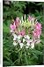 Canvas Prints of Cleome Spider flower from Ros Drinkwater