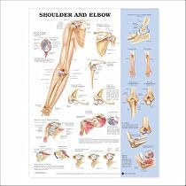 Shoulder and Elbow