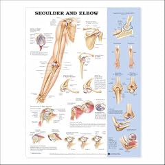 Shoulder and Elbow