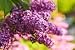 Abundant Flowers of Purple Lilac Blooming in Late Spring - 24