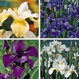 Siberian Iris 20 Seeds - Iris sibirica - Perennial