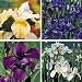 Siberian Iris 20 Seeds - Iris sibirica