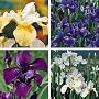 Siberian Iris 20 Seeds - Iris sibirica