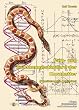 Farb- und Zeichnungsstandard der Kornnatter (Pantherophis guttatus): Pflege, Fortpflanzung und Lebensweise