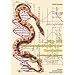 Farb- und Zeichnungsstandard der Kornnatter (Pantherophis guttatus): Pflege, Fortpflanzung und Lebensweise