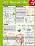 Lerntafel: Pflanzenphysiologie im &Uuml;berblick (Lerntafeln Biologie) - Lerntafeln Biologie