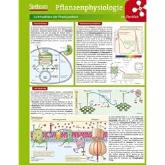 Lerntafel: Pflanzenphysiologie im �berblick (Lerntafeln Biologie)