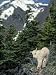 Photo Jigsaw 16x12 (40x30cm) Young Rocky Mountain Goat kid surveys his mountainous home by Ardea