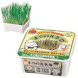 ネコの元気草