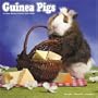 Guinea Pigs 2008 Wall Calendar