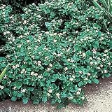 Vegetable Seeds - Watercress Sprouting Seed Seeds