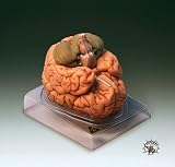 Brain Model-BS20