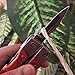 Multitool - Emergency Survival Pocket Tool - Camping Tool with Multi - Tool Keychain - Stainless Steel - Money Back Guarantee
