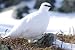 Rock Ptarmigan - Winter Plumage Taxidermy Photo Reference CD