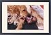 Framed Prints of Golden Retriever DOG - whelping, showing puppy in amniotic /foetal sac from Ardea W