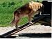 FOLDING WOODEN DOG RAMP/ A HELPING HAND FOR YOUR DOG/ BRAND NEW