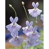 国華園　苗　山野草　青花ウサギゴケ　2株