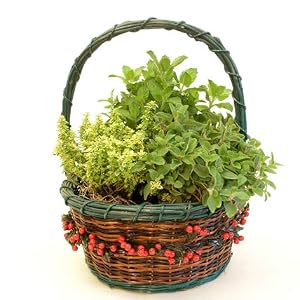 Herb Garden in Decorative Gift Basket