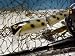 St.Clair Bait Co. Musky Minnow - Sheaphead - Muskie Lure