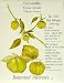 Tomatillo Toma Verde Seeds