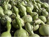 Chinese Birdhouse Gourds