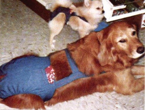 Joybies Durable Denim Piddle Pants(tm) for XXX Large Male Dog (Measuring 30-32 From Collar to Base of Tail)