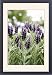 Framed Prints of French lavender (Lavandula stoechas) from Science Photo Library