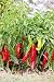 Chili Mix Paket 6 Sorten