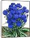 Canvas Prints of Cornflower (Dwarf) Jubilee Gem, Centaurea Cyanus from Mary Evans
