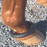 Fetlock Ring
