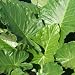 Elephant Ears Alocasia Calidora 9-11 in. 1 pack