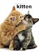 The Complete Guide to the Kitten