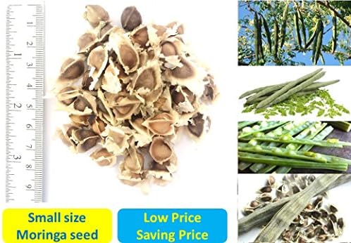 Small Size 1,000 seeds of Organic Dried Moringa Oleifera seeds Herbal Herb Dietary supplement