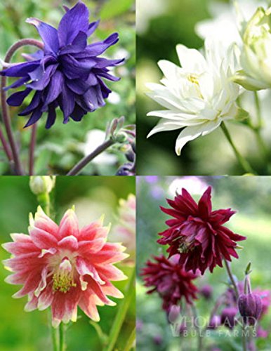 Barlow Mix Columbine 40 Seed-Aquilegia- Shade Perennial Barlow Mix Columbine 40 Seed-Aquilegia- Shade Perennial