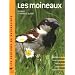 Les moineaux : Description, r�partition, habitat, moeurs, observation