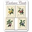Summer Fruits - Set of Four Assorted Gift Cards and Vellum Envelopes