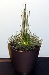 Indoor Flower Pots Indoor Flower Pots