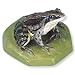 3B Scientific VN703 Moor Frog (Rana Arvalis)