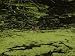 Alligator Swimming in a Pond Filled with Duckweed Photographic Poster Print, 16x12
