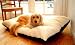 Small 30x36 Rectangle Dog Pet Bed - Black