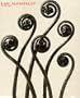 Karl Blossfeldt: Photography