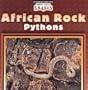 African Rock Pythons (World's Largest Snakes)