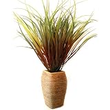Forever Silk Reed Grass